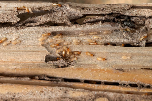 Best Pest Prevention Services  in Howard City, MI